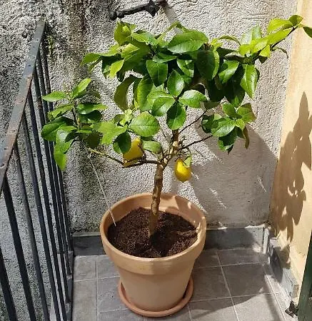 Antico Loft Apartmán *