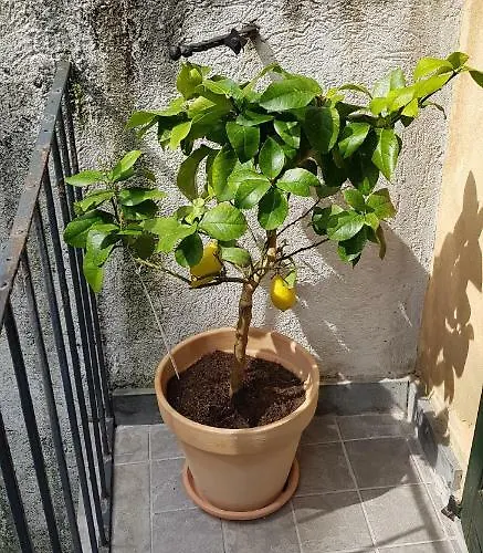 Antico Loft شقة *